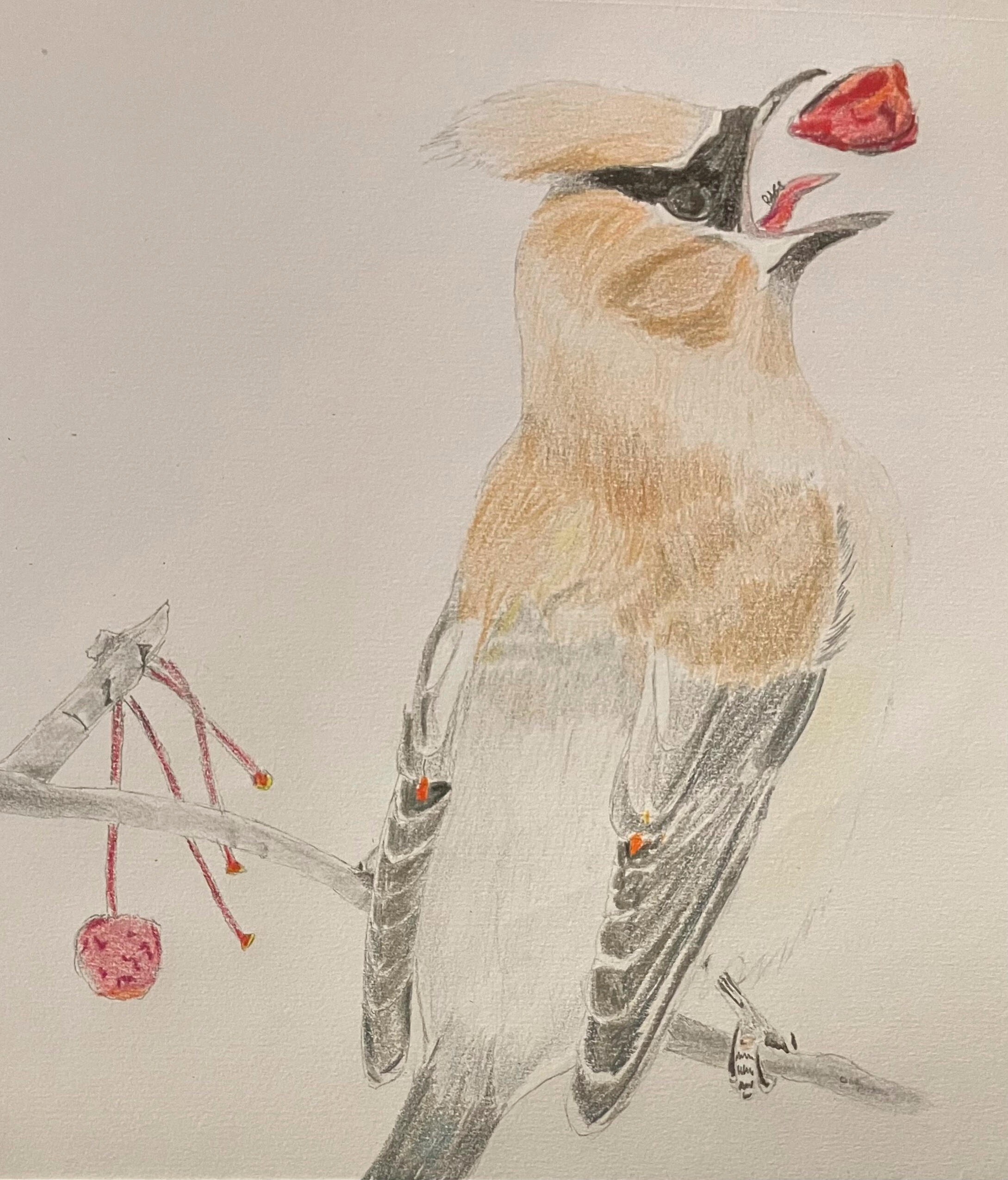 Cedar Waxwing