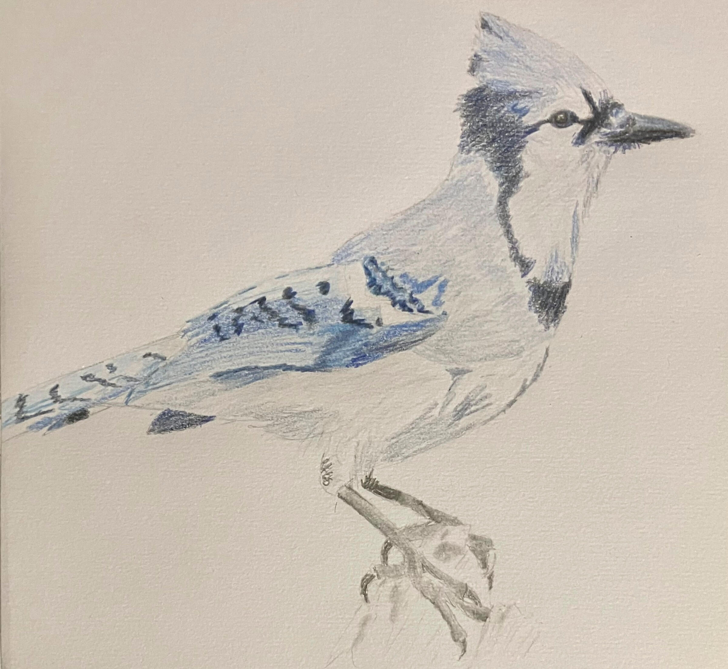Blue Jay