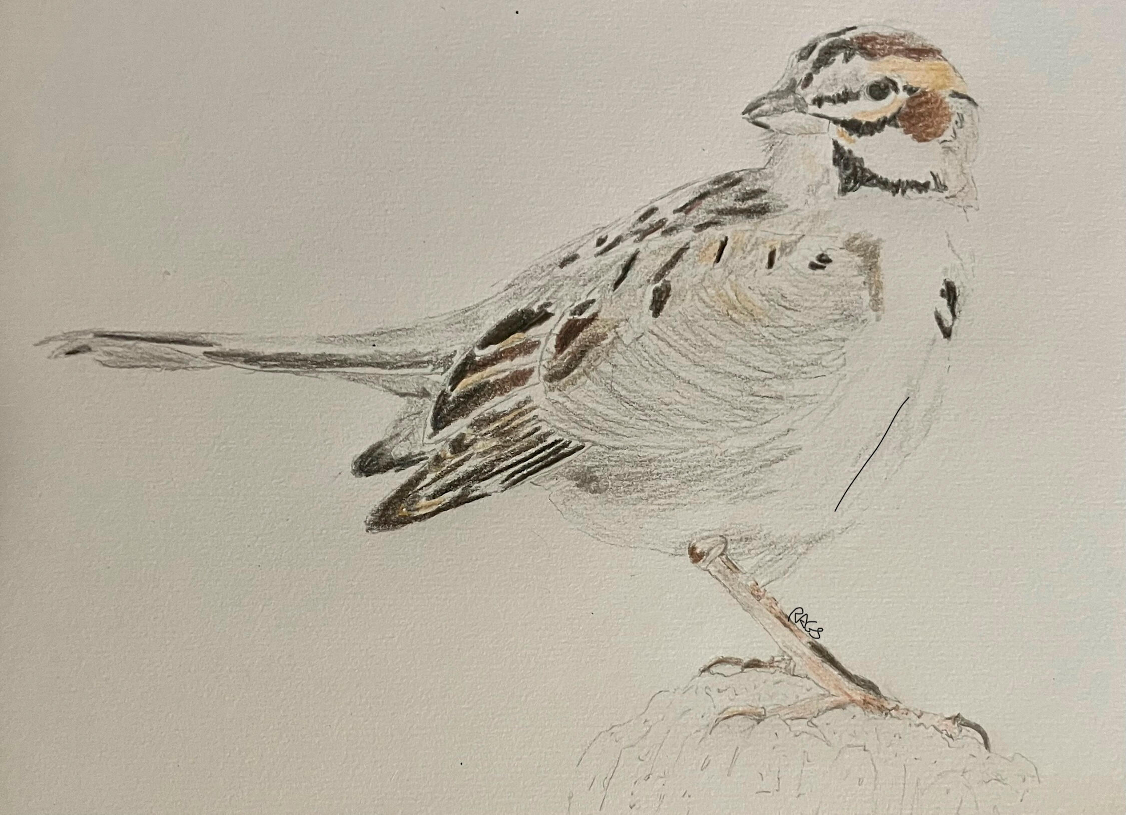 Lark Sparrow