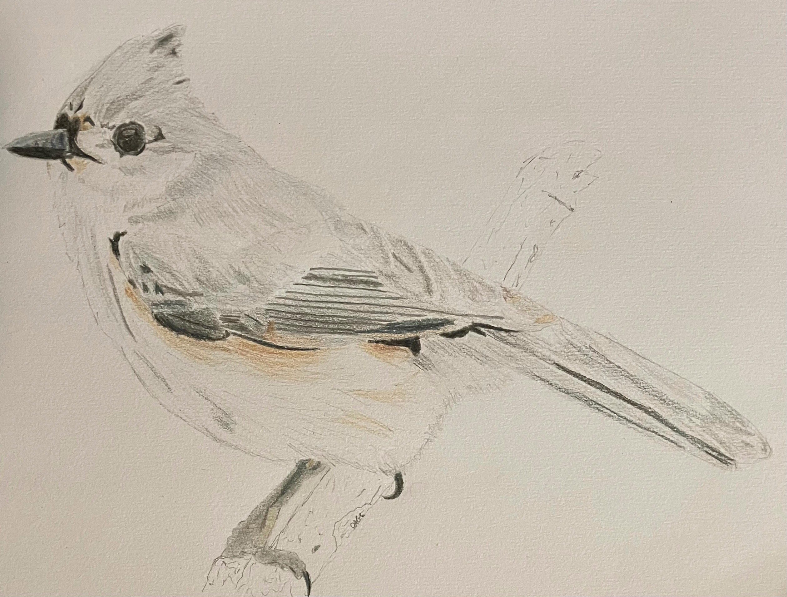 Tufted Titmouse