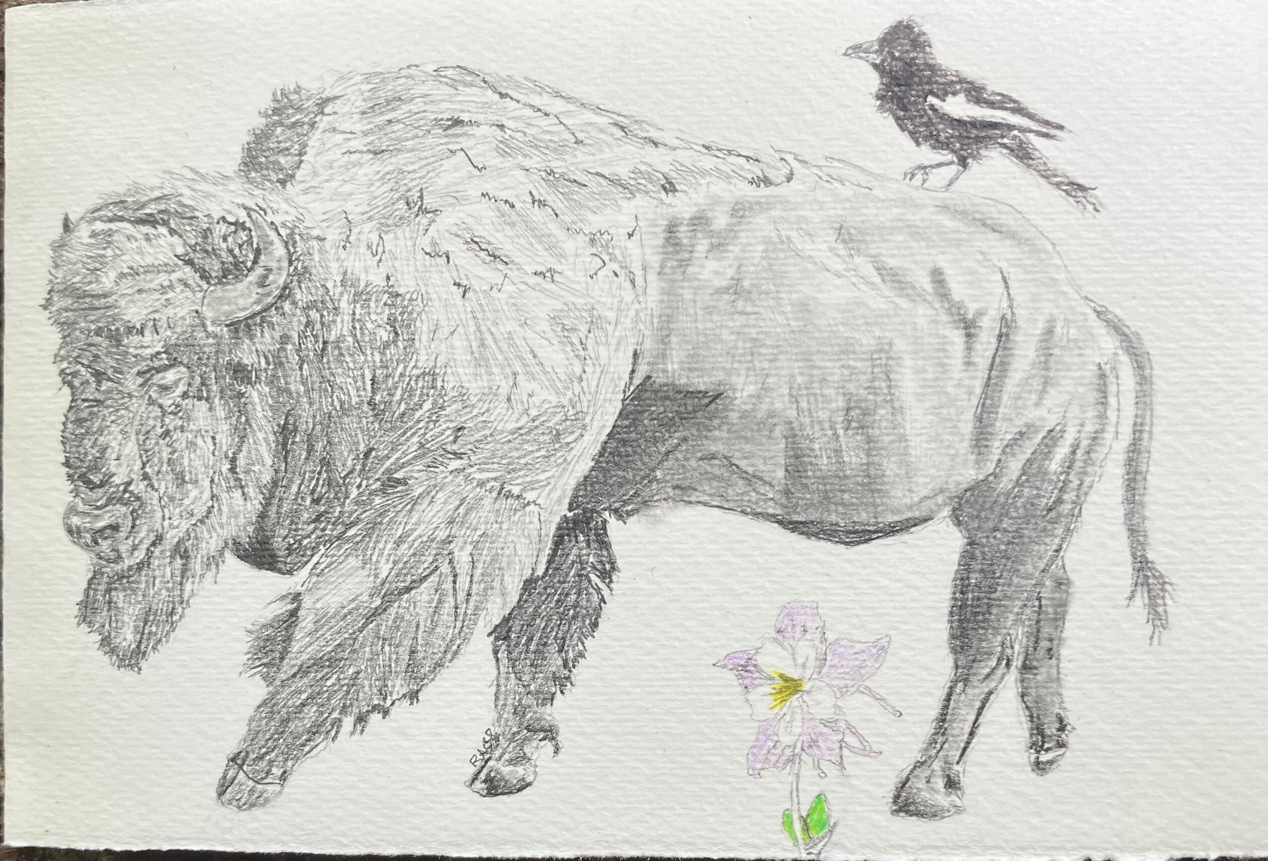 Bison w/ Lark Bunting + Rocky Mountain Columbine