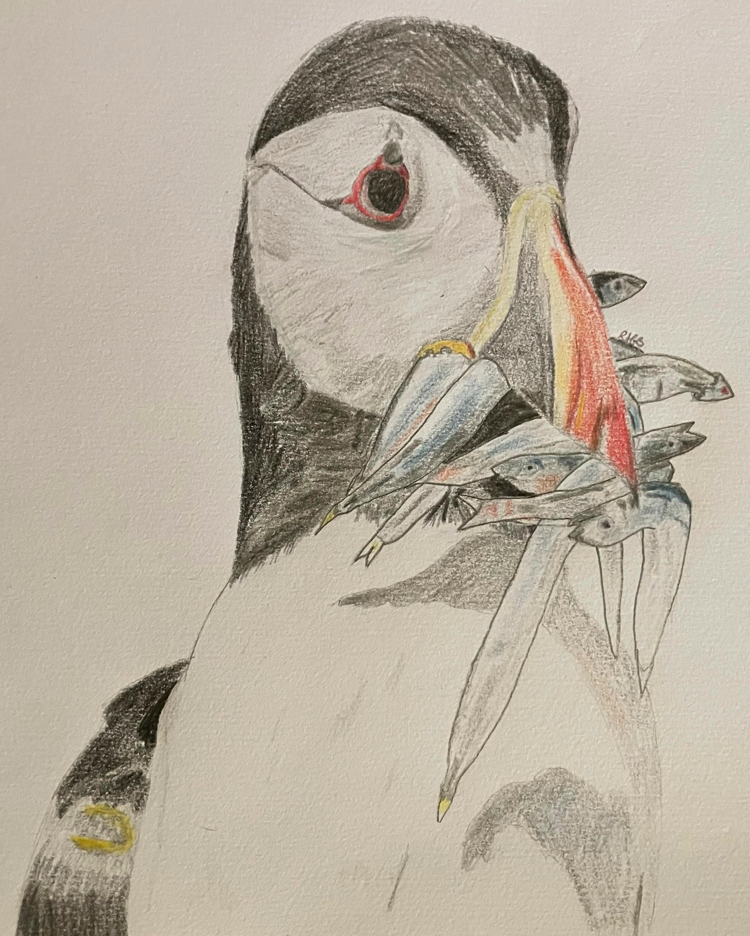 Atlantic Puffin