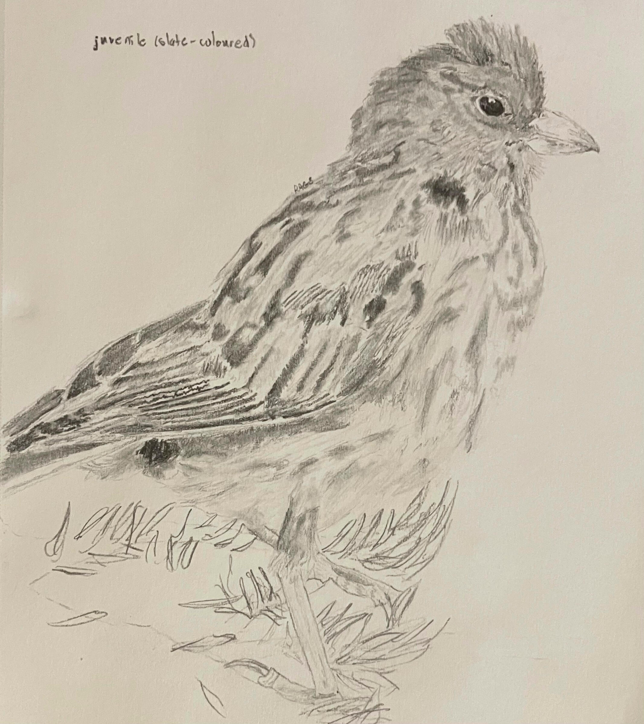Dark-eyed Junco