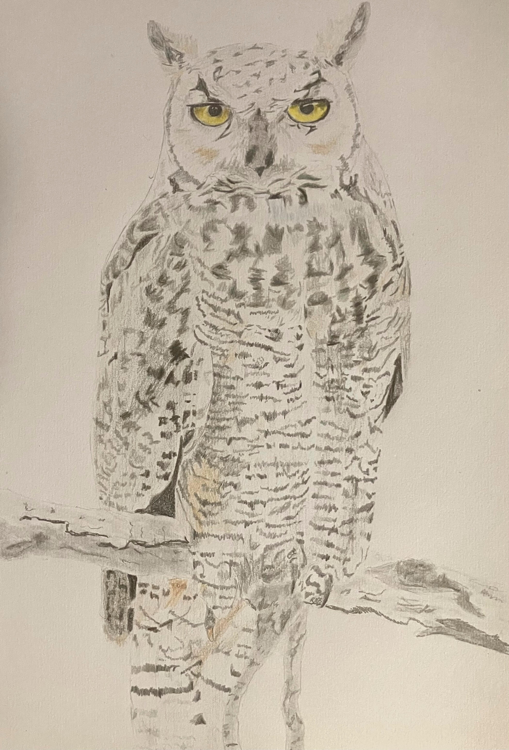 Great Horned Owl