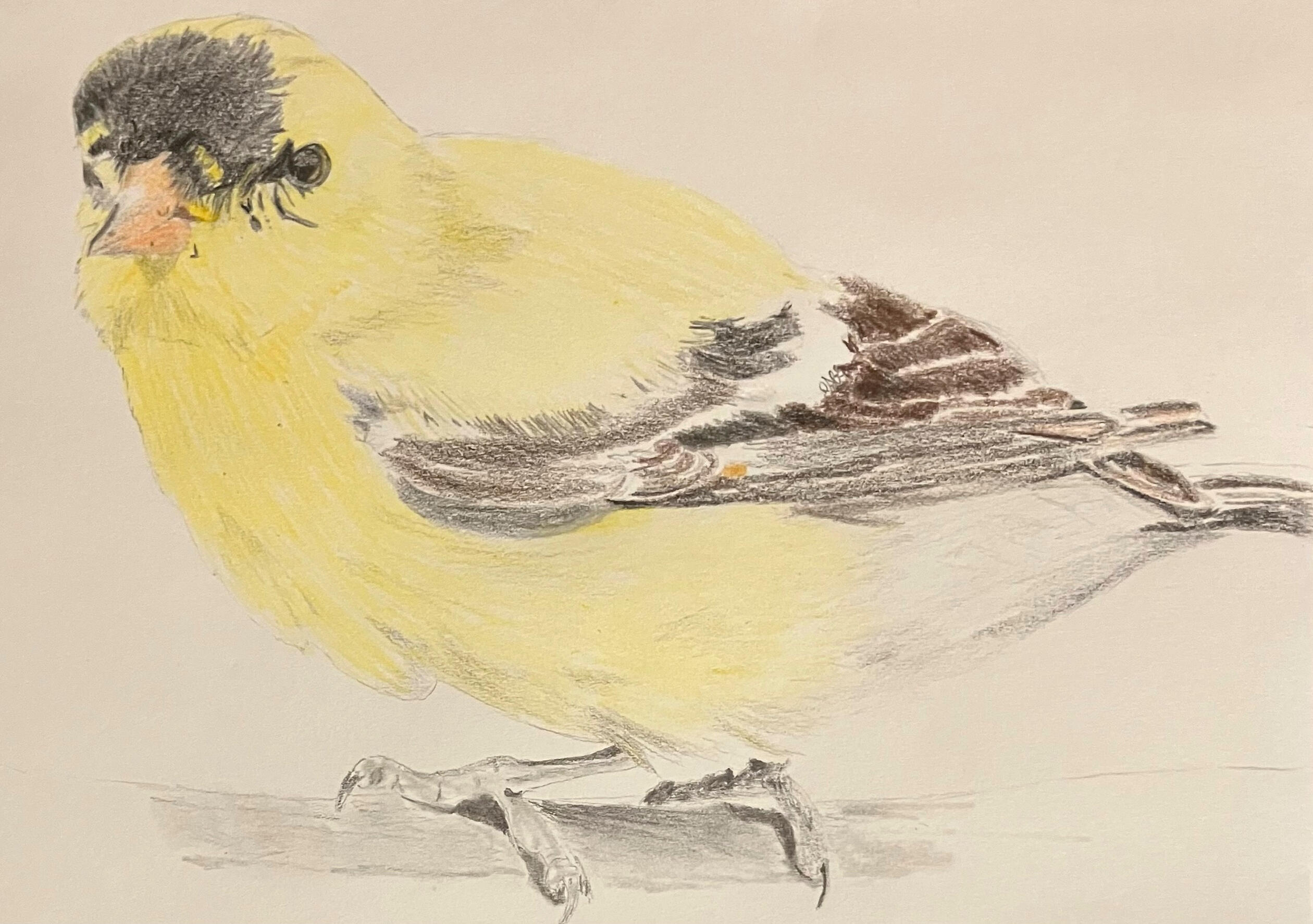 American Goldfinch