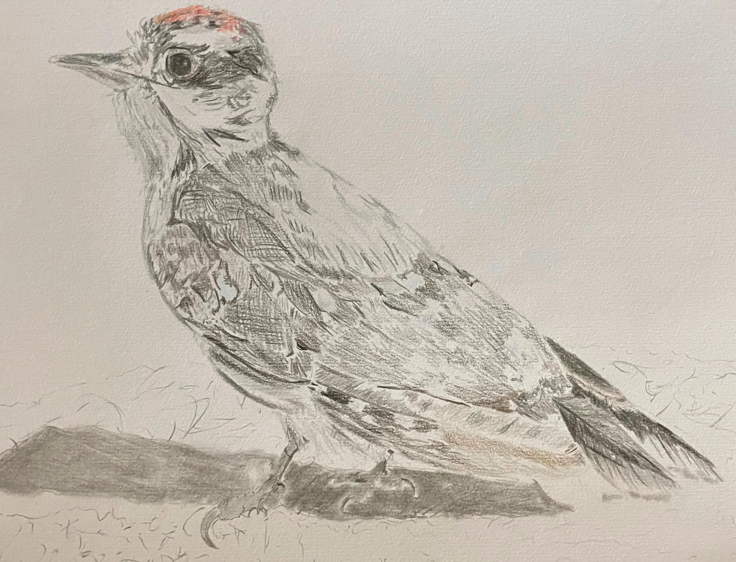 Downy Woodpecker (male juvenile)