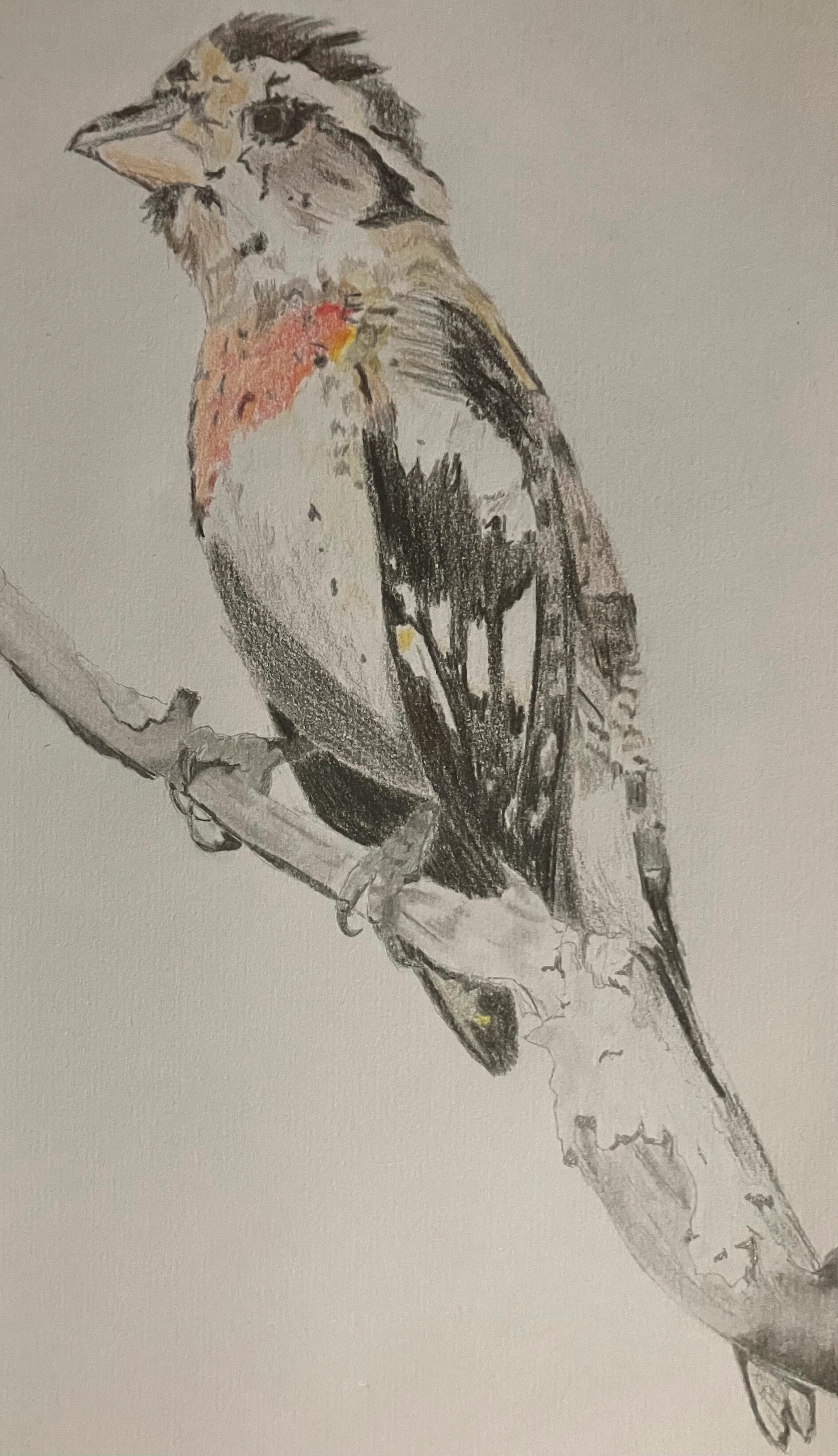 Rose-breasted Grosbeak (male juvenile)