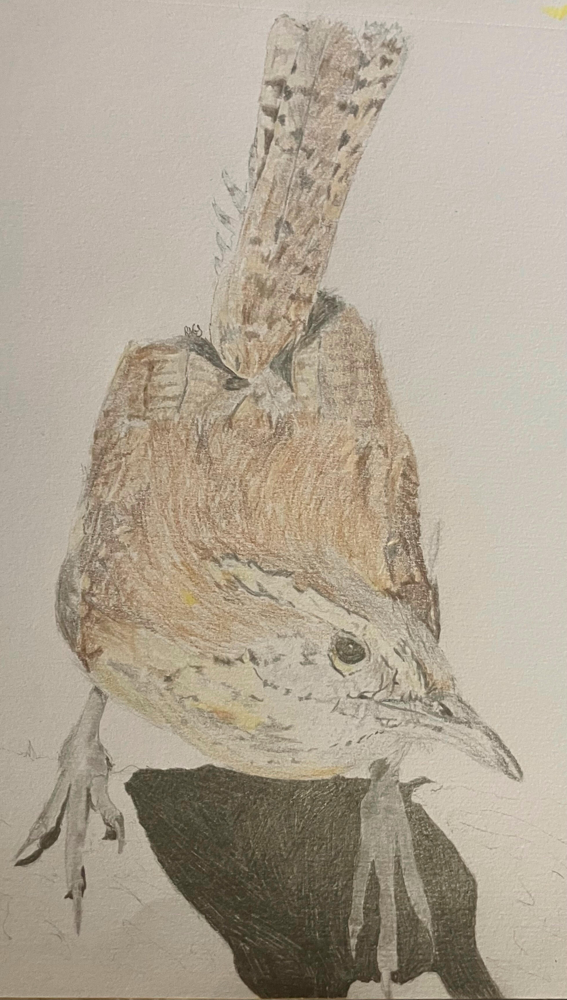 Carolina Wren