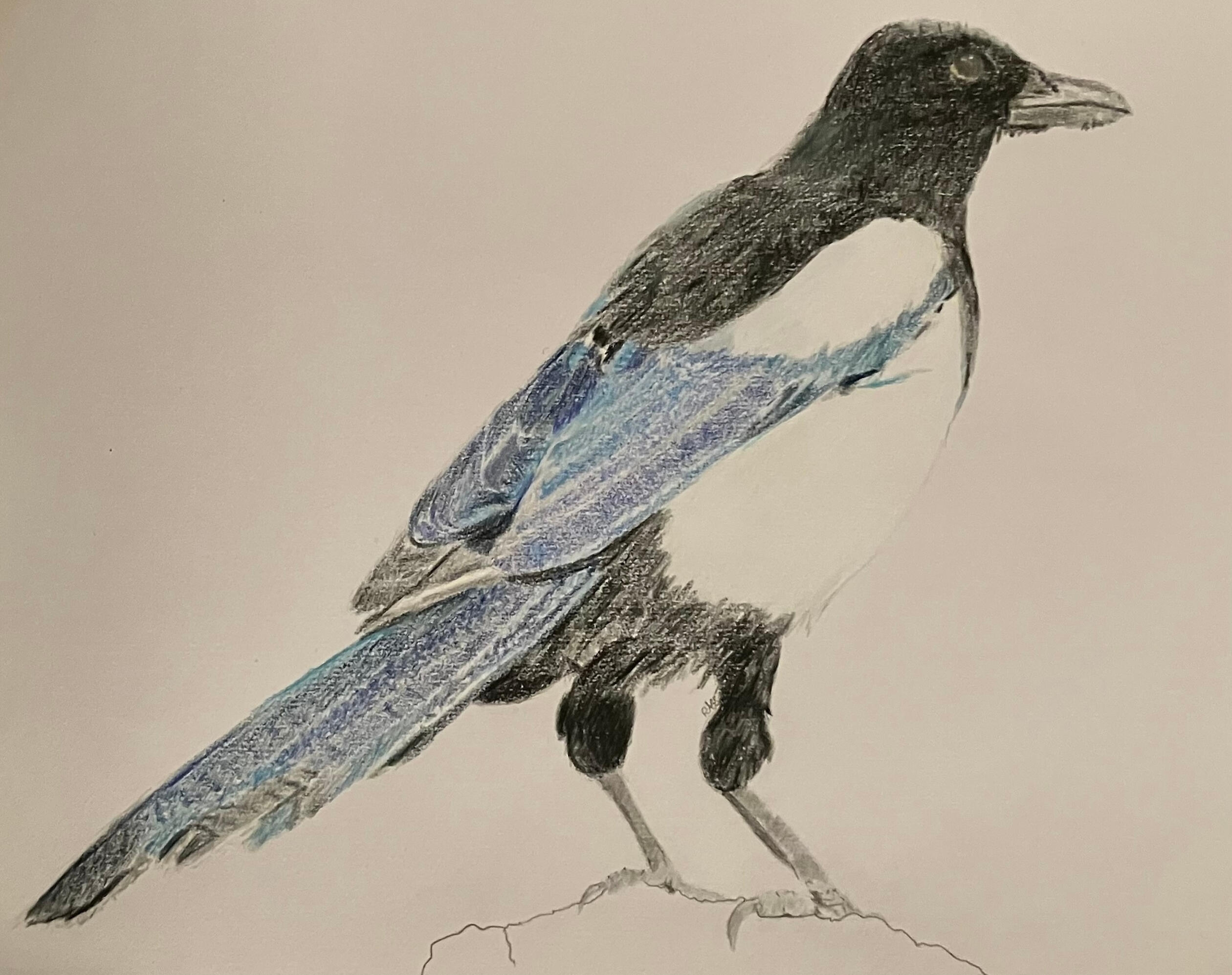 Black-billed Magpie