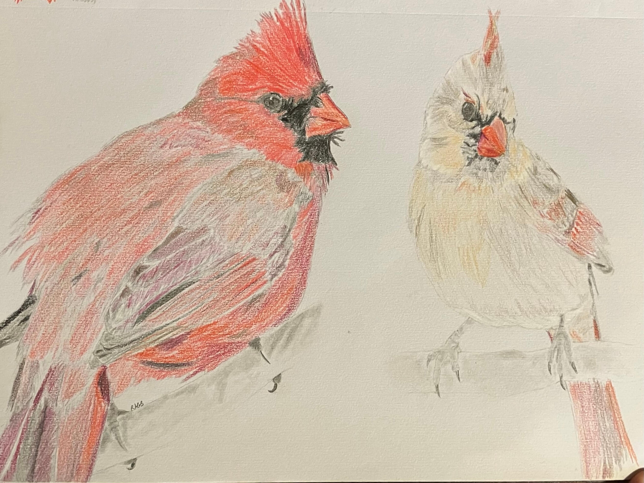 Northern Cardinal pair