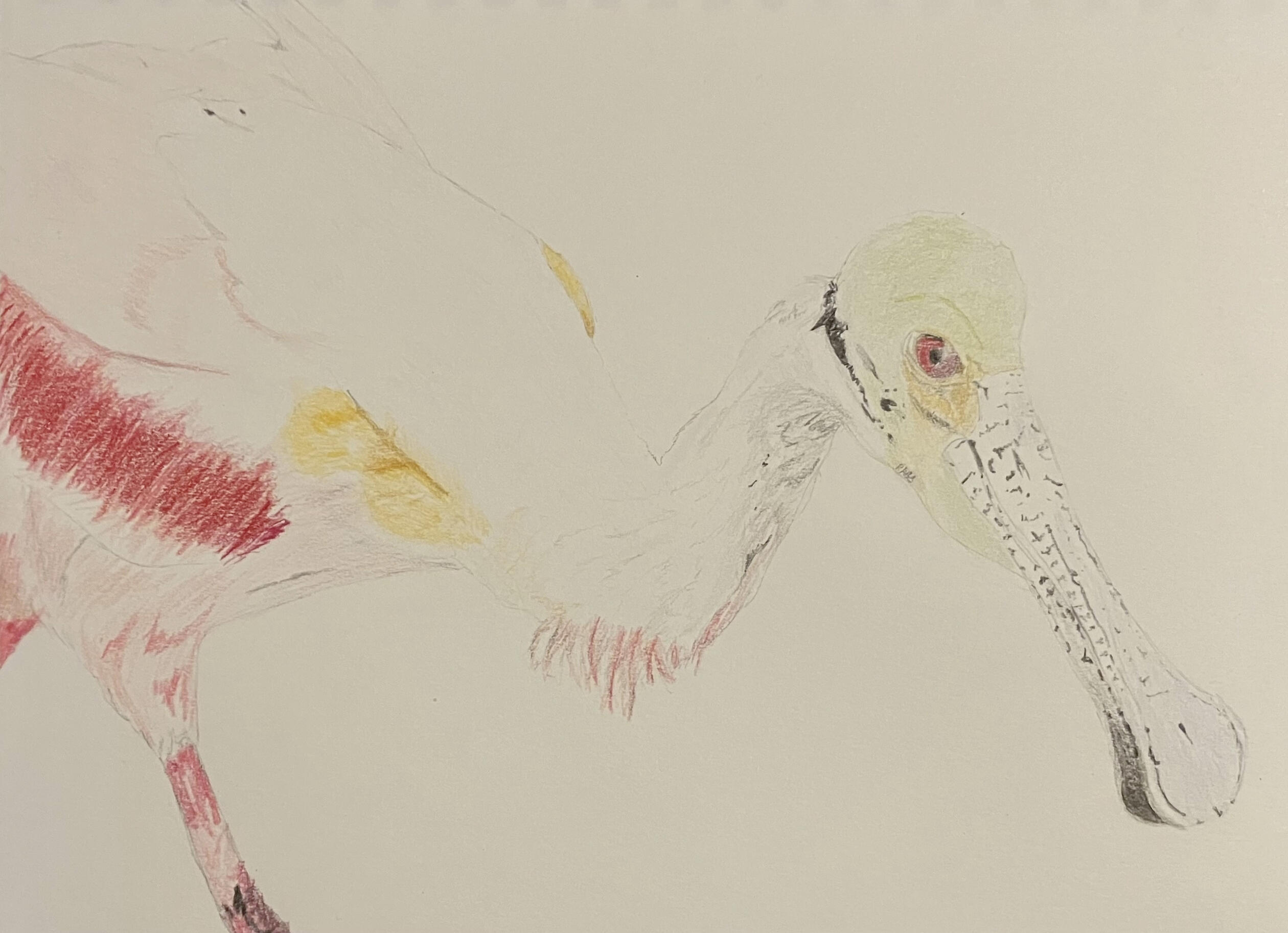 Roseate Spoonbill