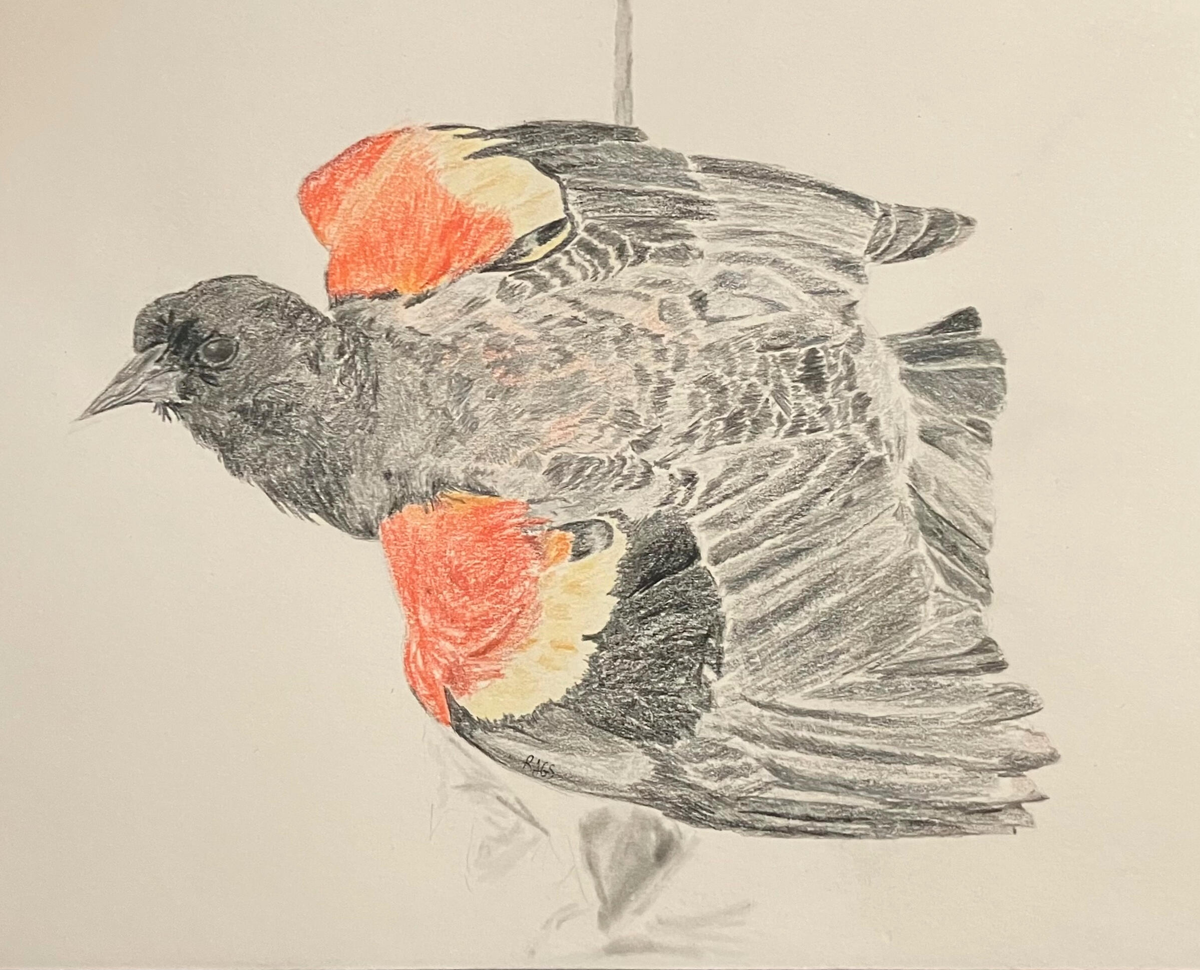 Red-Winged Blackbird