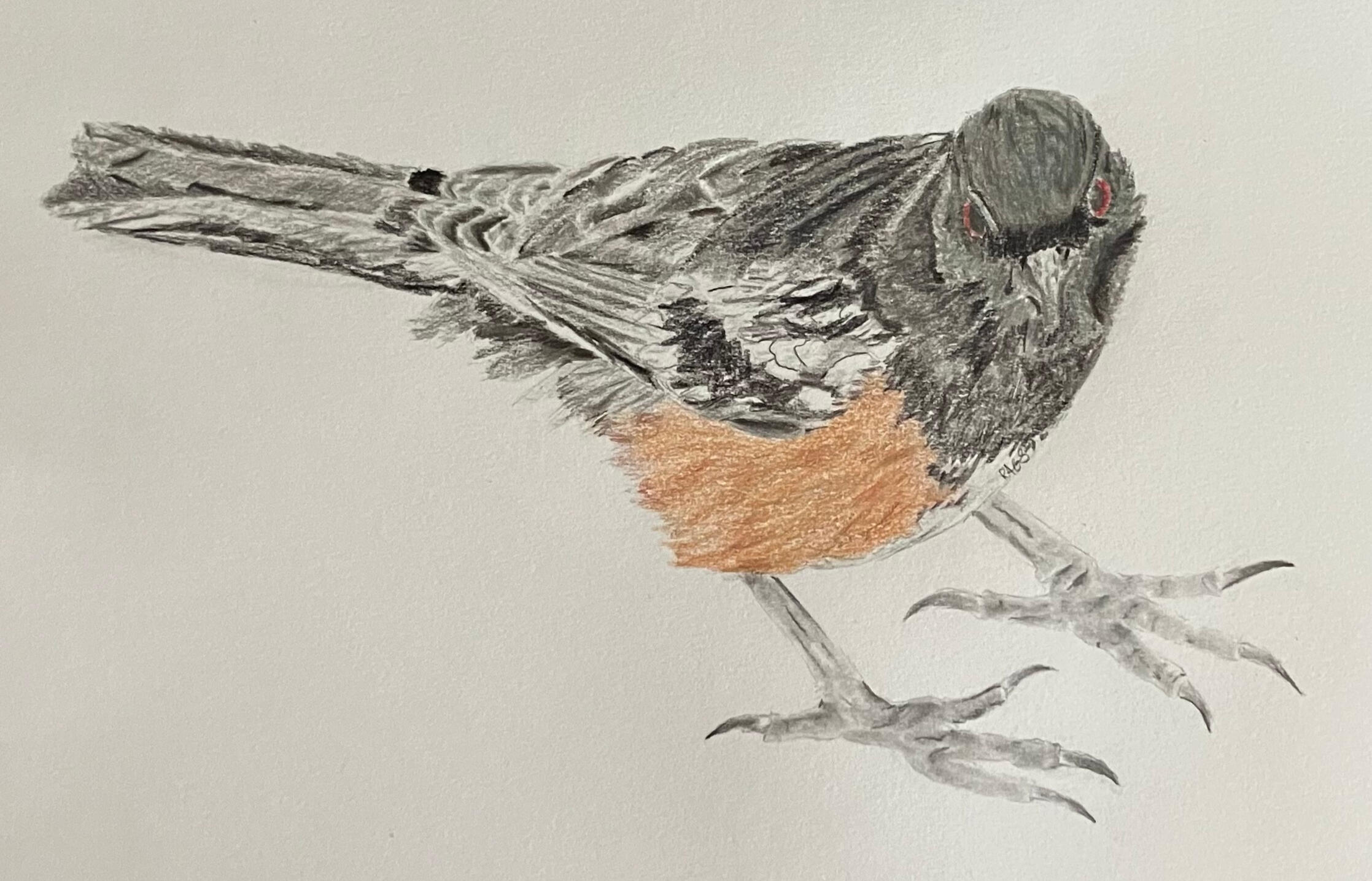 Spotted Towhee
