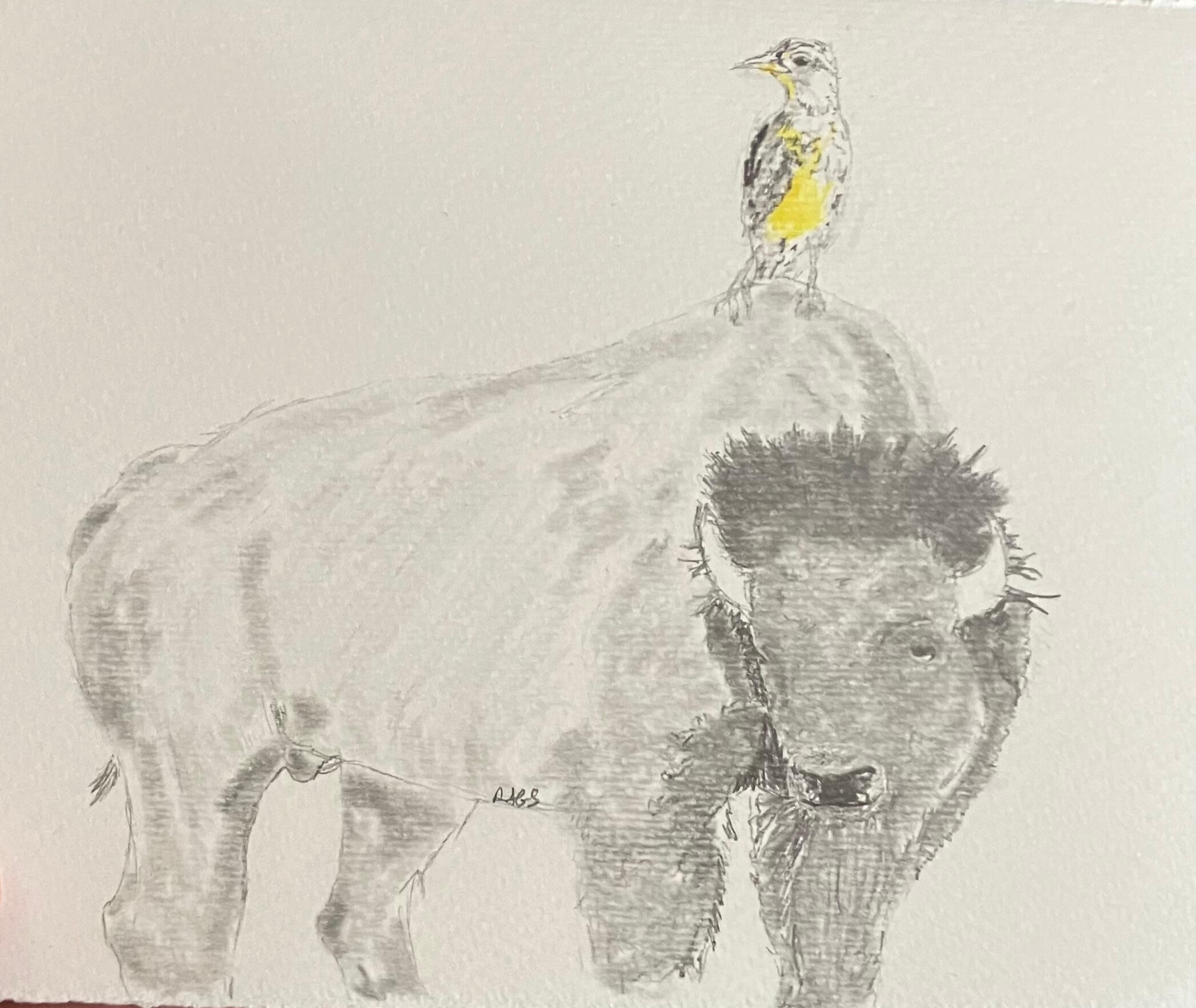 Bison w/ Western Meadowlark