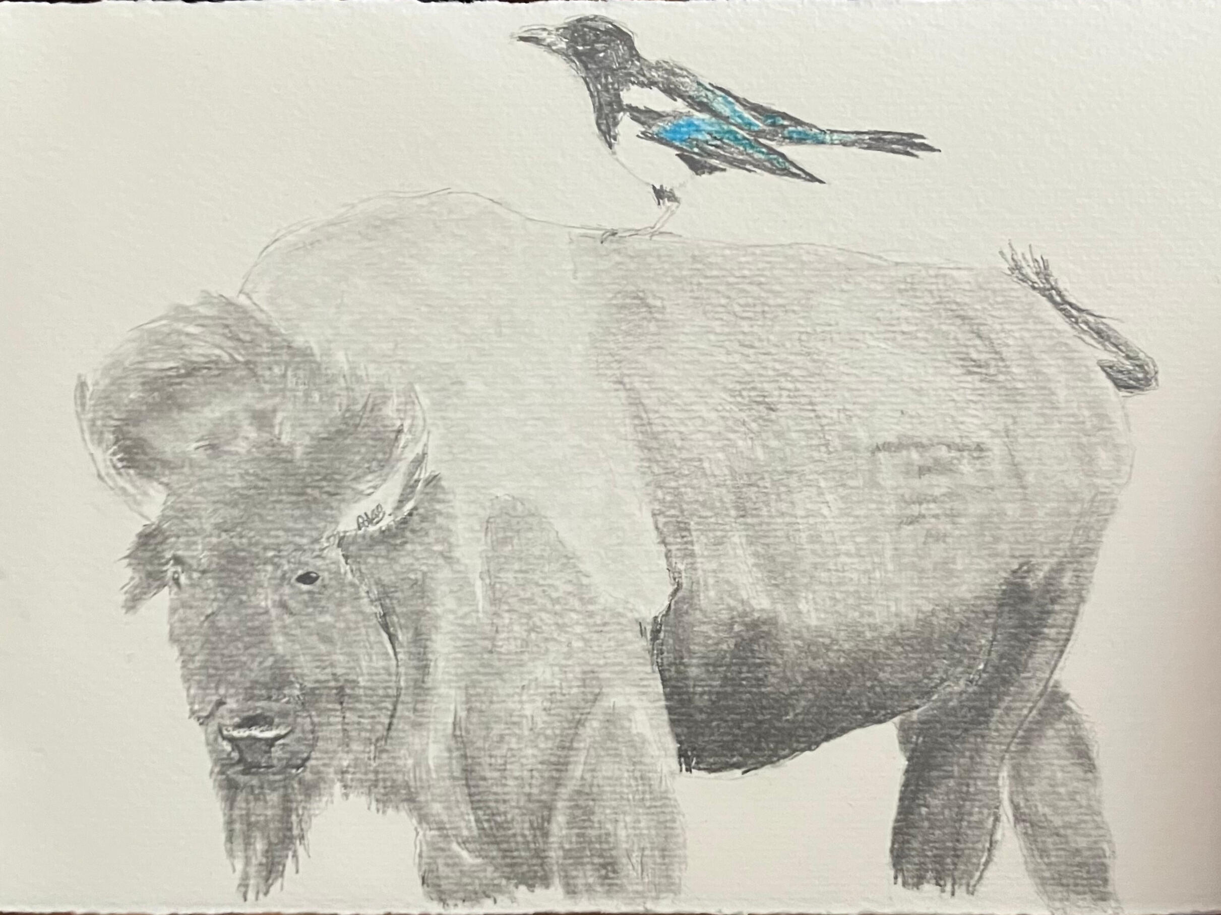 Bison w/ Black-billed Magpie