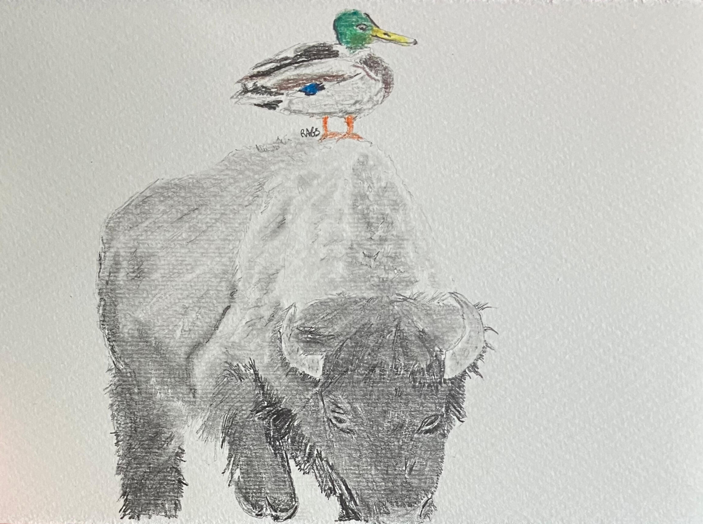 Bison w/ Mallard Drake